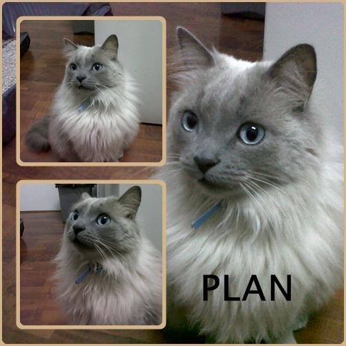 PLAN. Hermoso gato de pelo largo busca nuevo hogar. SEVILLA.