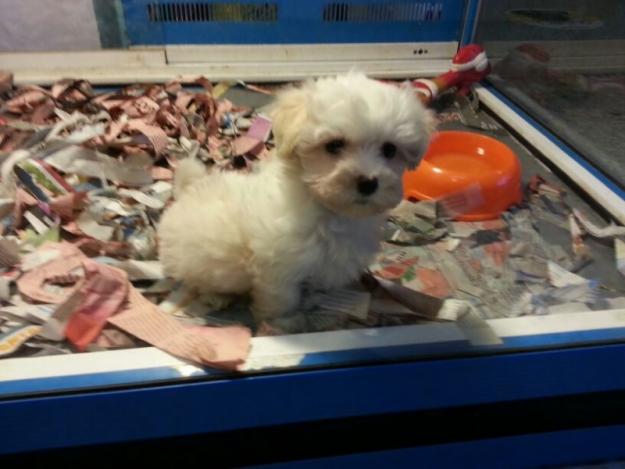 Preciosa cachorrita bichon maltes toy toy, ven a verla ya !!!