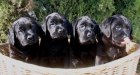 PRECIOSOS LABRADOR RETRIEVER NEGROS,190€ - mejor precio | unprecio.es