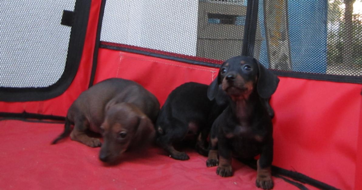 Teckels cachorros de pelo corto en oferta