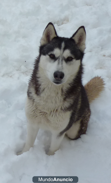 Vendo preciosos cachorros de Husky Siberiano