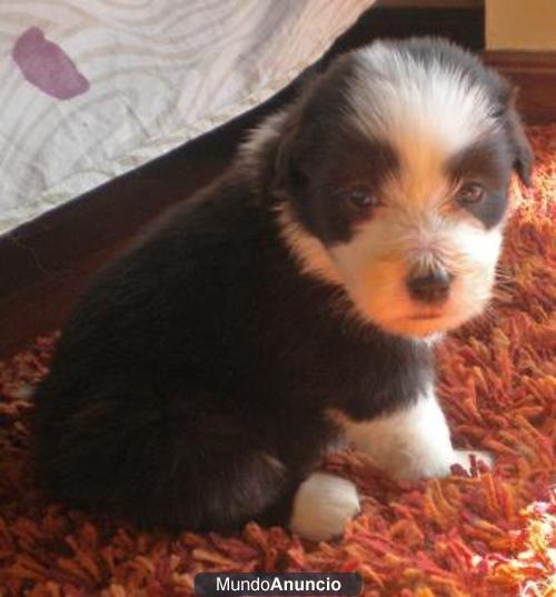 Cachorros de bearded collie