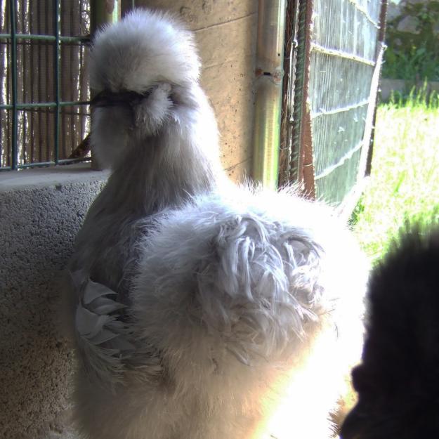 Gallo y gallinas sedosas del japon