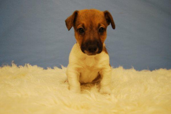 jack russell terrier disponibles