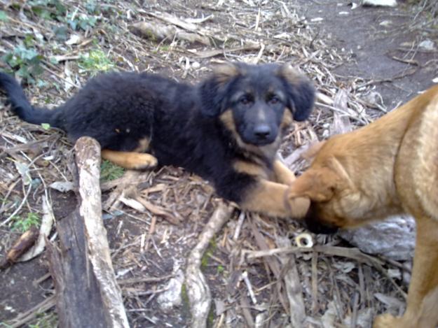 Pompa  – Cachorra (5 meses), necesita una familia