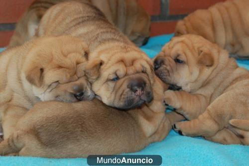 preciosos shar peis