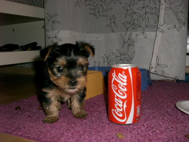 Vendo cachorritos yorkshire