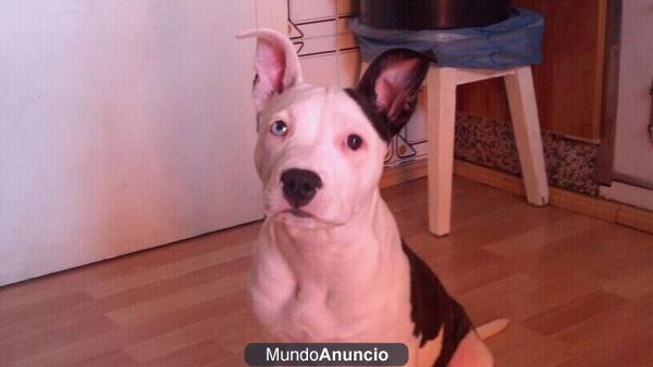 vendo hembra de pitbull de 7 meses