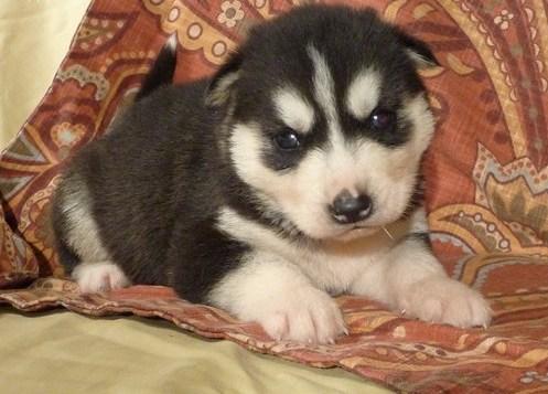 Cariñoso siberian husky de ojos azules.