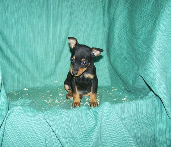 CACHORRITOS DE PINSCHER MINIATURA DE COLOR NEGRO FUEGO