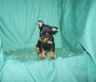 CACHORRITOS DE PINSCHER MINIATURA DE COLOR NEGRO FUEGO - mejor precio | unprecio.es