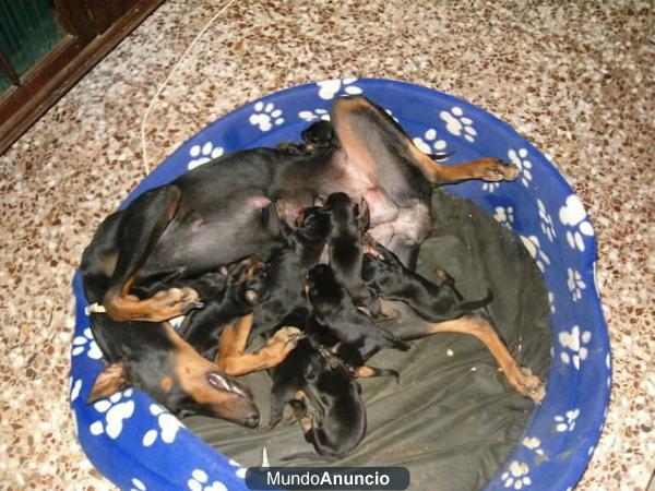 Dobermans negros fuego y marrones