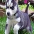 Siberian Husky Cachorros con pedigree - mejor precio | unprecio.es