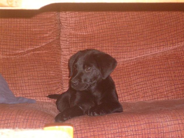 ultimo labrador negro