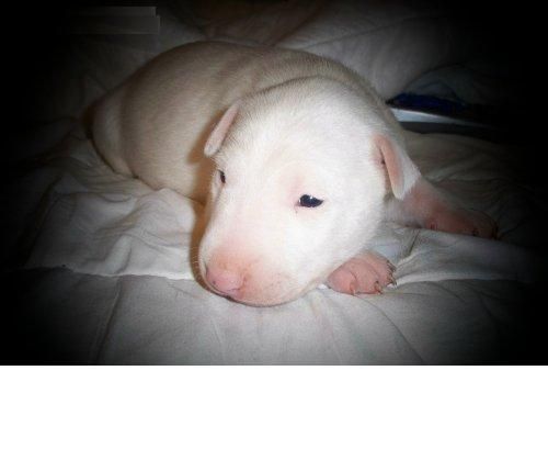 usted será muy feliz de recibir este bull terrier cachorro a casa como un miembro de la familia