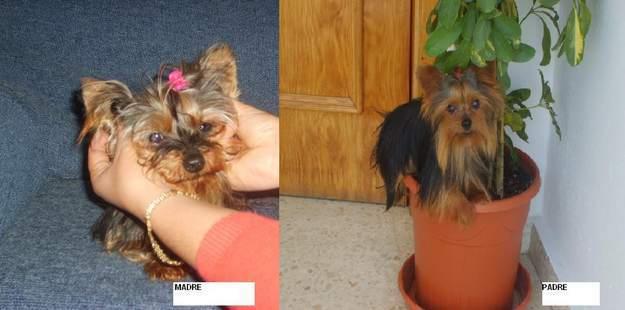 vendo esta preciosa yorkshire terrier mini con pedegree