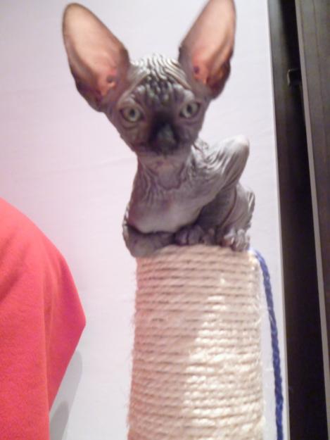 cachorros sphynx