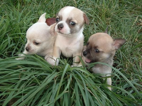 Camada de chihuahuas muy pequeños, exclusivos y de gran calidad