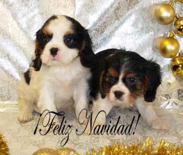 Cavalier, increibles cachorros de pura raza