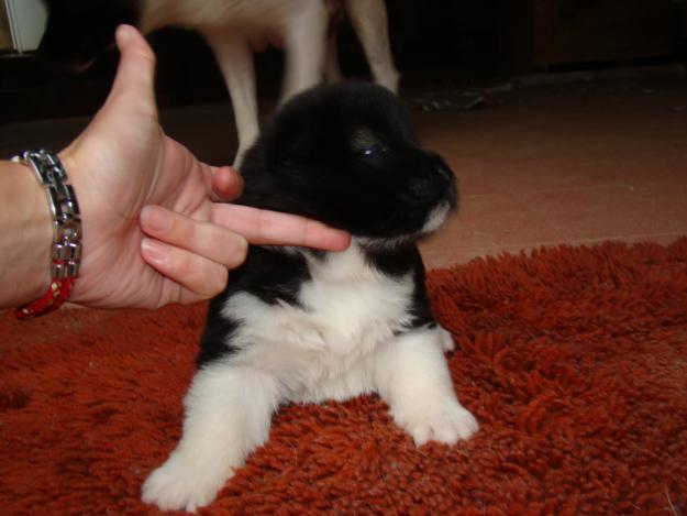 Estupenda camada de akita americano