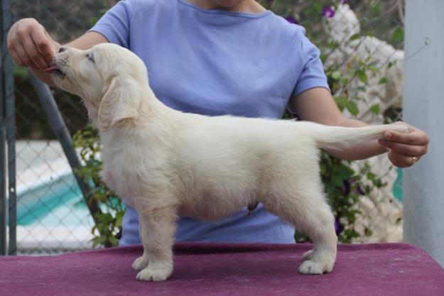 Golden Retriever. Cachorros exclusivos!