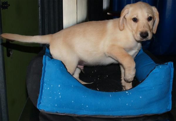 Labrador ¡el excelente cachorro que deseas!