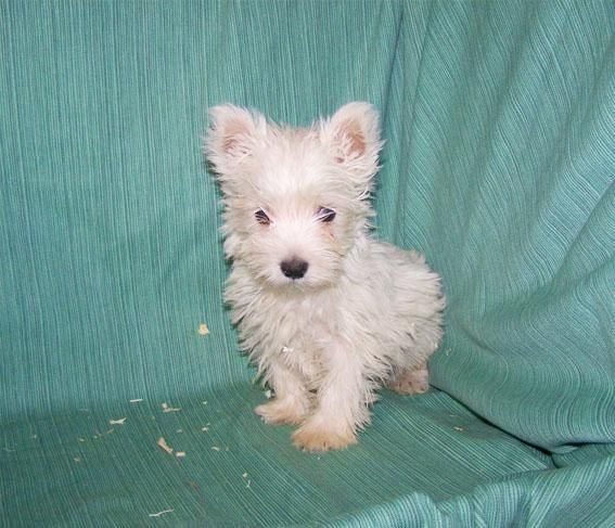 PRECIOSA CAMADA DE WEST HIGHLAND TERRIER