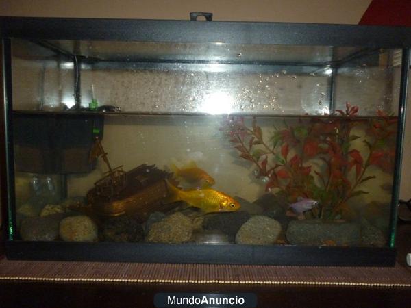 Vendo peces