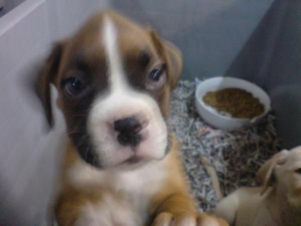 BOXER EN VENTA CACHORROS