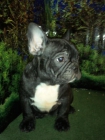 bulldog frances - mejor precio | unprecio.es