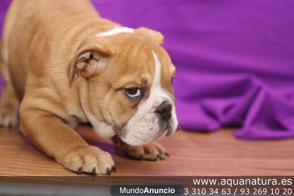 BULLDOG INGLES- CACHORROS -  GARANTÍA AQUANATURA  - TIENDA EN BARCELONA – VENTA - CRIADERO Vivaz, intrépido, valiente, d