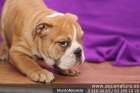 BULLDOG INGLES- CACHORROS - GARANTÍA AQUANATURA - TIENDA EN BARCELONA – VENTA - CRIADERO Vivaz, intrépido, valiente, d - mejor precio | unprecio.es