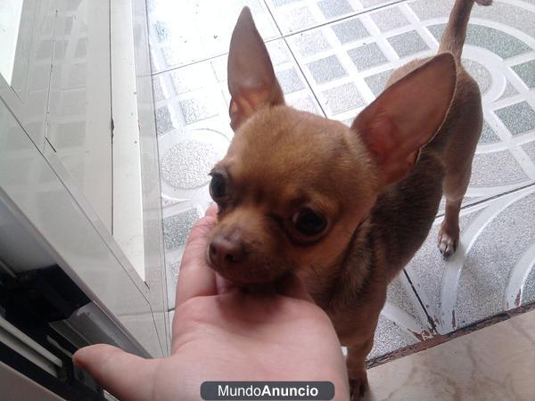 busco chihuahua hembra