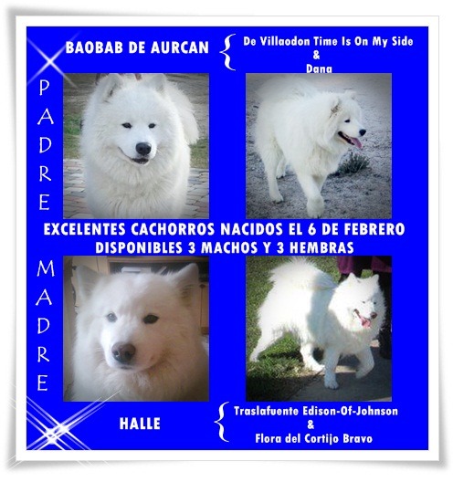 Cachorros samoyedo con pedigree (nacidos 6-2-13)