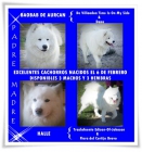 Cachorros samoyedo con pedigree (nacidos 6-2-13) - mejor precio | unprecio.es