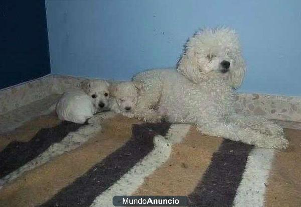 Lindos cachorritos caniche enano