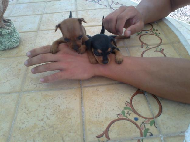 MINI PINCHER MINI PINSCHER SON TAMAÑO TOY