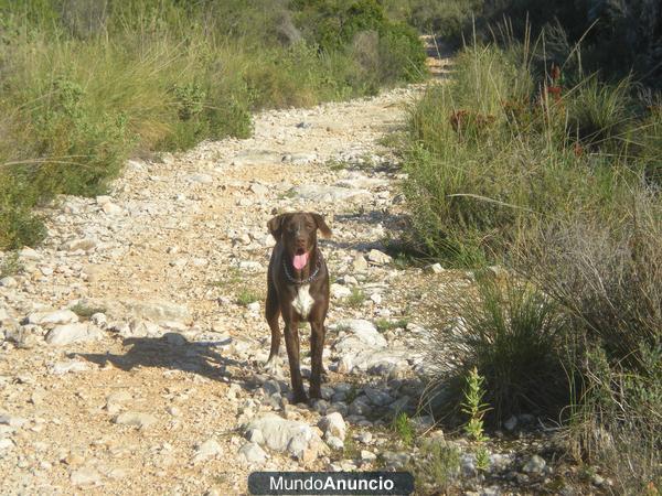 REGALO Braco Aleman pelo corto de 1 año