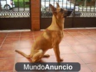 regalo hembra 10 meses, excelente como guardian de casa - mejor precio | unprecio.es