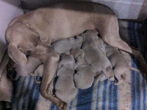 vendo cachorros de Braco de Weimar