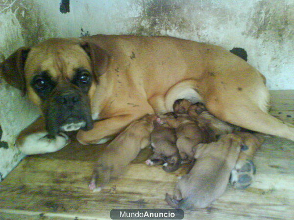 Vendo camada boxer leonados 11/06/09 200