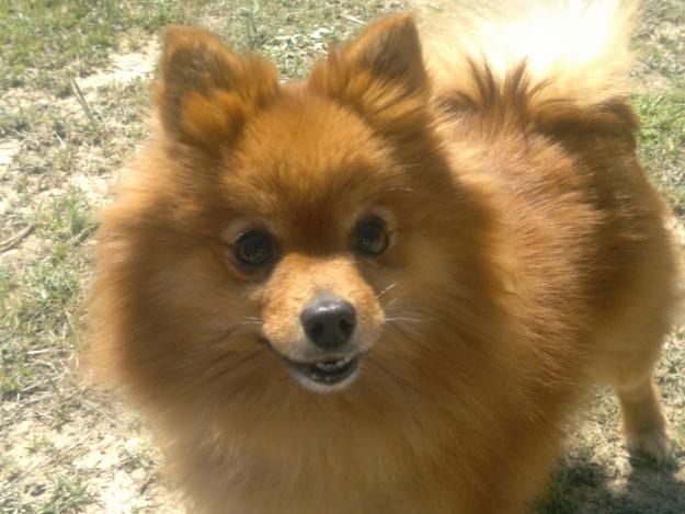 Vendo pomerania adulta