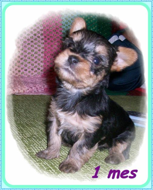 Yorkshire terrier toy con pedigree