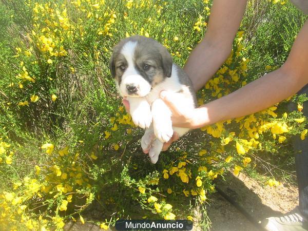 Vendo,Mastines españoles,cachorros,gran oportunidad,en Madrid.