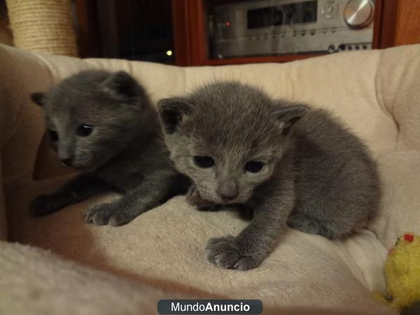 2 gatitas azul ruso entrega en junio
