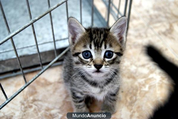 3 gatitos de mes y medio buscan hogar