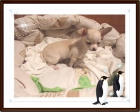 Cachorrito chihuahua de excelente calidad - mejor precio | unprecio.es