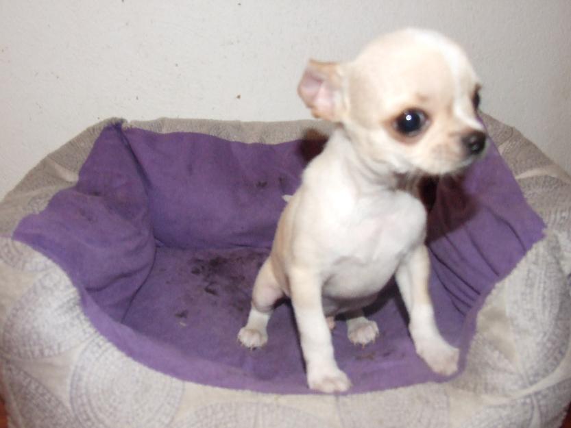 cachorrito de chihuahua de lujo