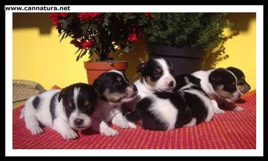 Can Natura cachorros de Jack Russell y otras razas