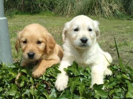 EXCELENTES CACHORROS DE GOLDEN RETRIEVER PURA RAZA NACIONALES